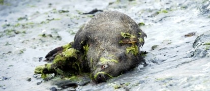 Un sanglier tué par les algues vertes, Bretagne, juillet 2011