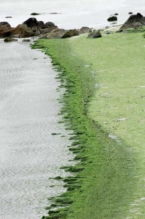 Le plan gouvernemental anti-algues vertes présenté aux Bretons