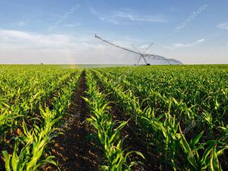 L'irrigation du maïs