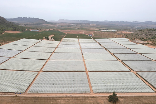 Hyperintensive grapes cultivation, Yecla, Segura Basin, Spain